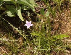 Wahlenbergia krebsii