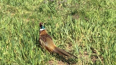 Phasianus colchicus