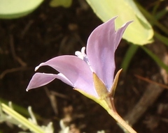 Wahlenbergia krebsii