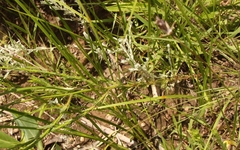 Wahlenbergia krebsii