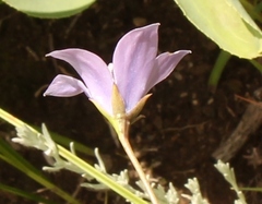 Wahlenbergia krebsii