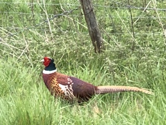 Phasianus colchicus