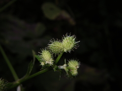 Sanicula chinensis