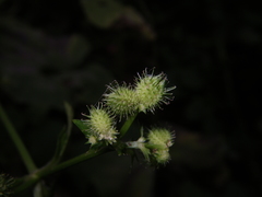Sanicula chinensis