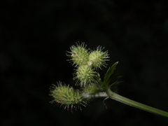 Sanicula chinensis