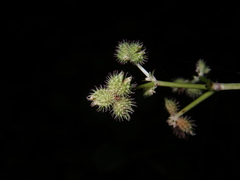 Sanicula chinensis