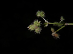 Sanicula chinensis