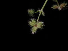 Sanicula chinensis