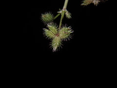 Sanicula chinensis