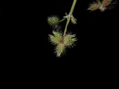 Sanicula chinensis