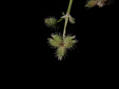 Sanicula chinensis