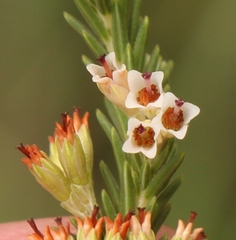 Erica caffrorum