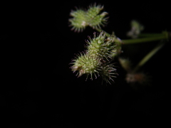 Sanicula chinensis