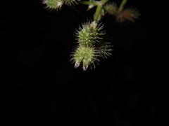 Sanicula chinensis