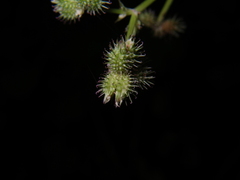 Sanicula chinensis