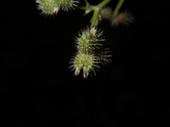 Sanicula chinensis