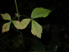 Sanicula chinensis