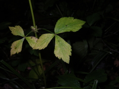 Sanicula chinensis
