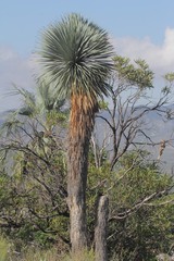 Yucca rostrata