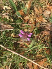 Lamium purpureum