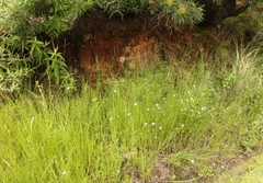 Wahlenbergia cuspidata