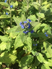 Pentaglottis sempervirens