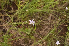 Wahlenbergia cuspidata