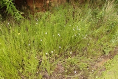 Wahlenbergia cuspidata