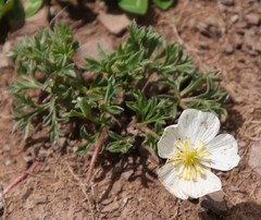 Ranunculus seguieri seguieri