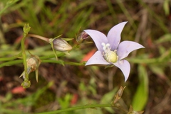 Wahlenbergia cuspidata