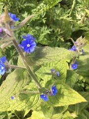 Pentaglottis sempervirens