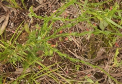 Wahlenbergia cuspidata