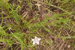 Wahlenbergia cuspidata