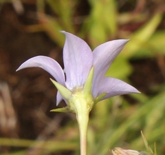 Wahlenbergia cuspidata