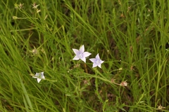 Wahlenbergia cuspidata