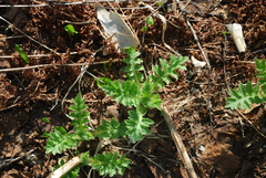Cirsium kamtschaticum