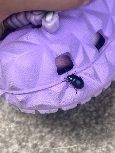 Chrysolina aurichalcea