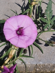 Convolvulus althaeoides althaeoides
