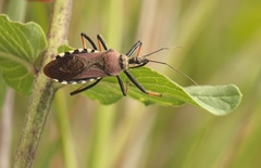 Rhynocoris erythrocnemis