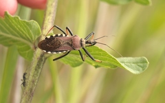 Rhynocoris erythrocnemis