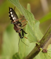 Rhynocoris erythrocnemis