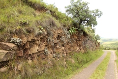 Helichrysum sutherlandii
