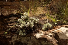 Helichrysum sutherlandii
