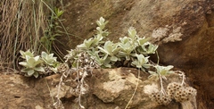 Helichrysum sutherlandii