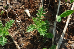 Cirsium kamtschaticum