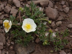 Ranunculus seguieri seguieri