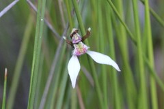 Eriochilus collinus