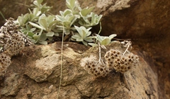 Helichrysum sutherlandii