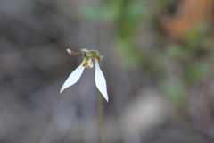 Eriochilus collinus