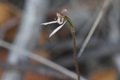 Eriochilus collinus